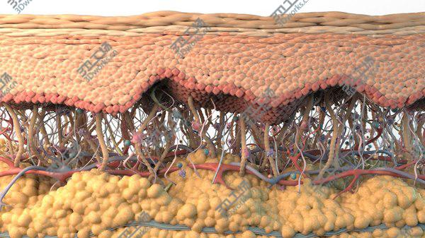 images/goods_img/20210312/3D model Skin Cross Section/4.jpg